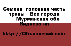 Семена (головная часть))) травы - Все города  »    . Мурманская обл.,Видяево нп